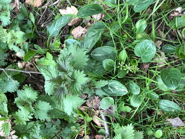 Annexe biodiversité normande.JPEG