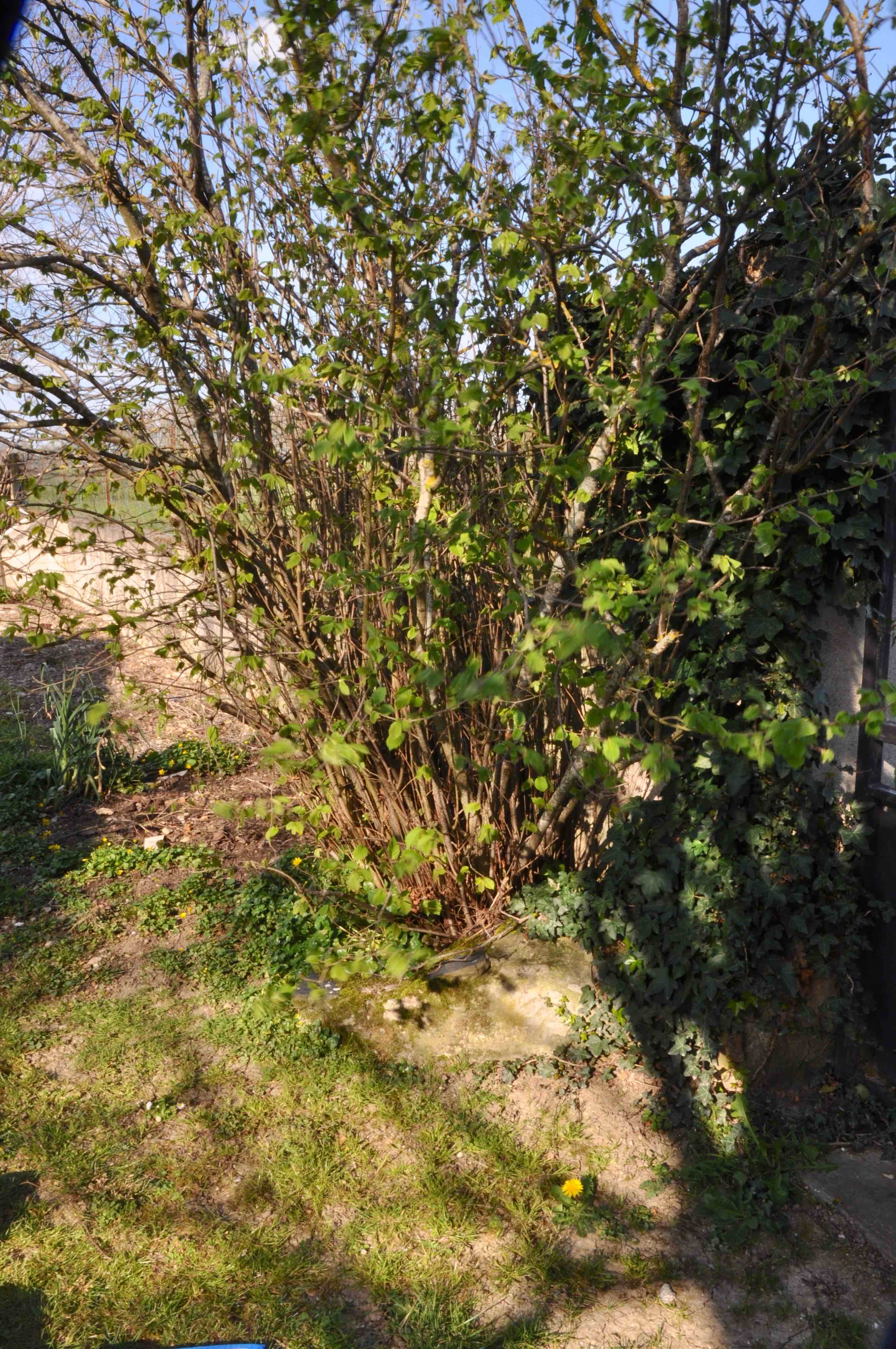 Annexe Revel-jardin.jpg