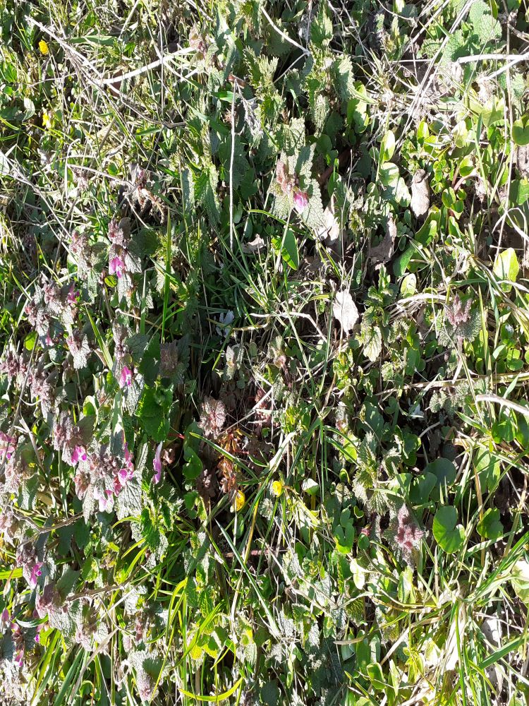 Annexe 1m2 de biodiversité.jpg