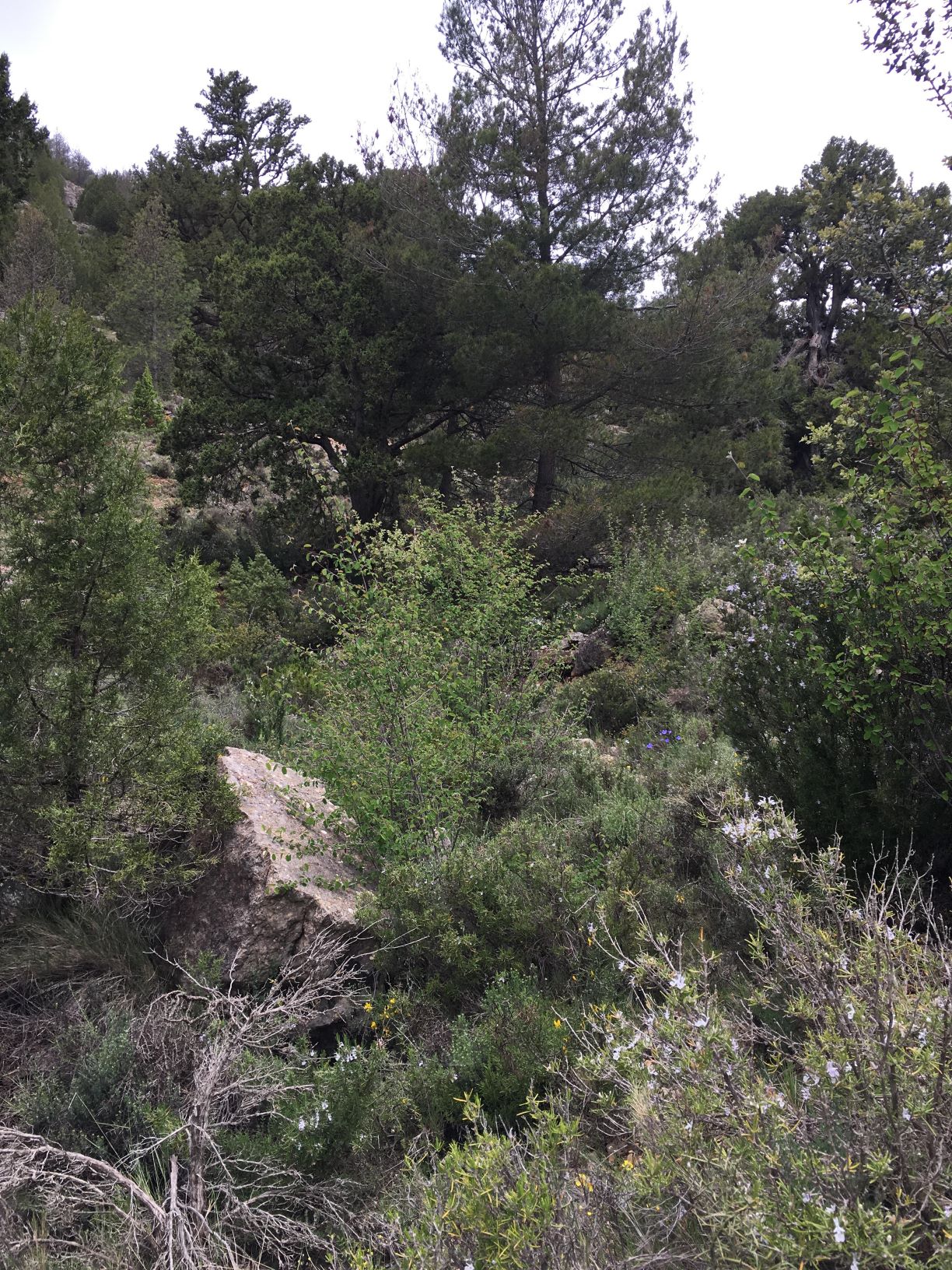 Annexe Paisaje mediterránneo montaña.jpg