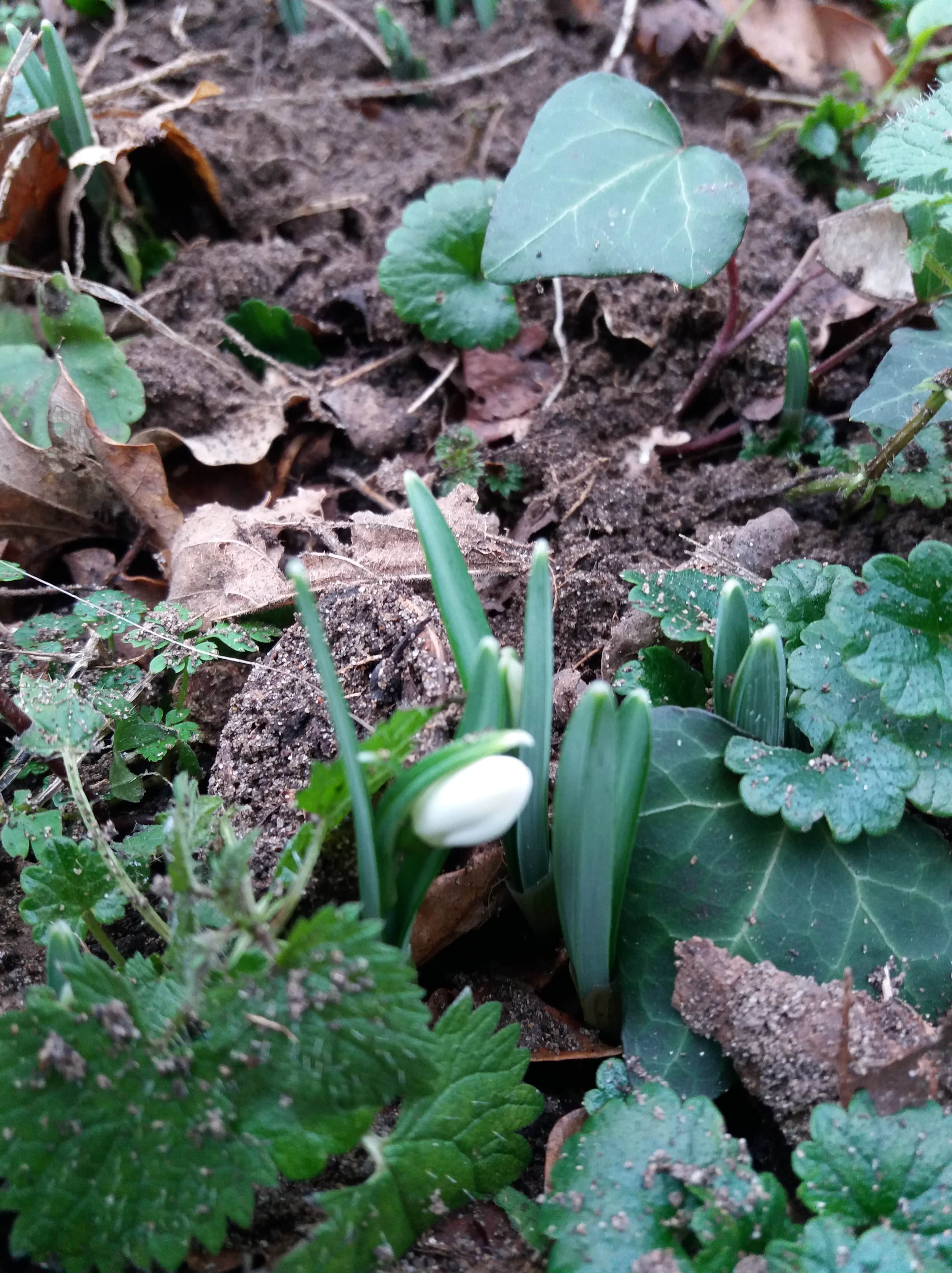 Annexe 20190106_112424-min.jpg