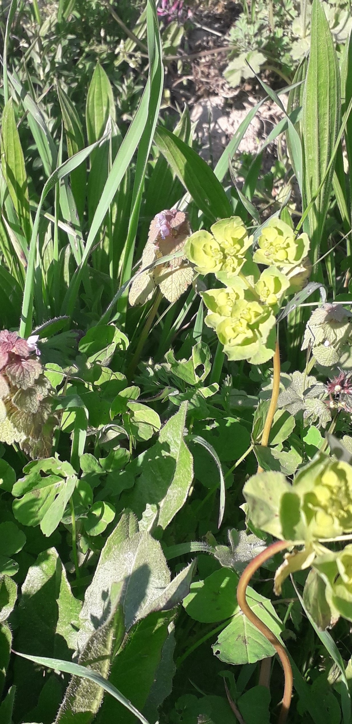 Annexe photo bor de chemin Anjou.jpg