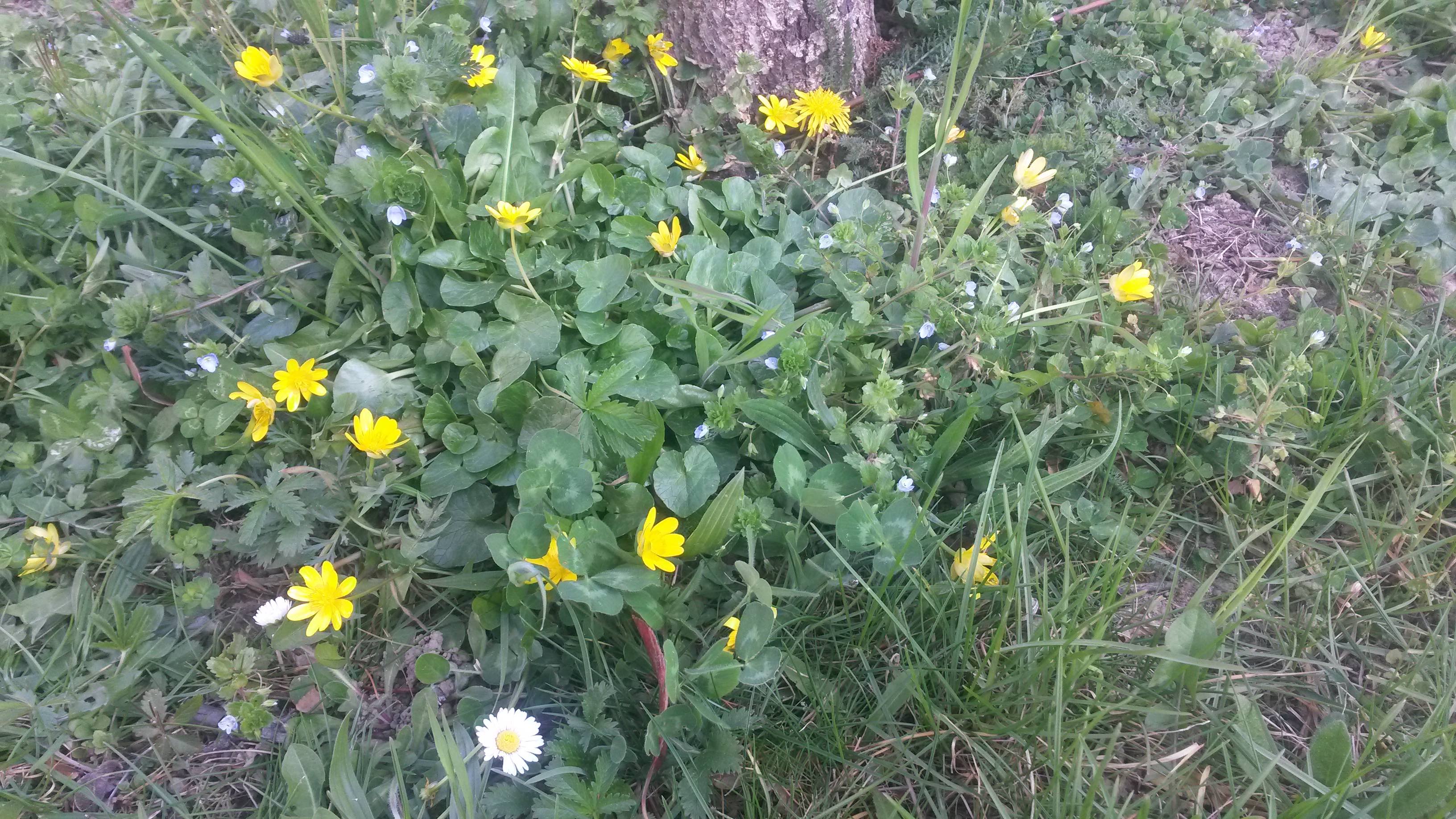 Annexe Biodiversité-réduit.jpg