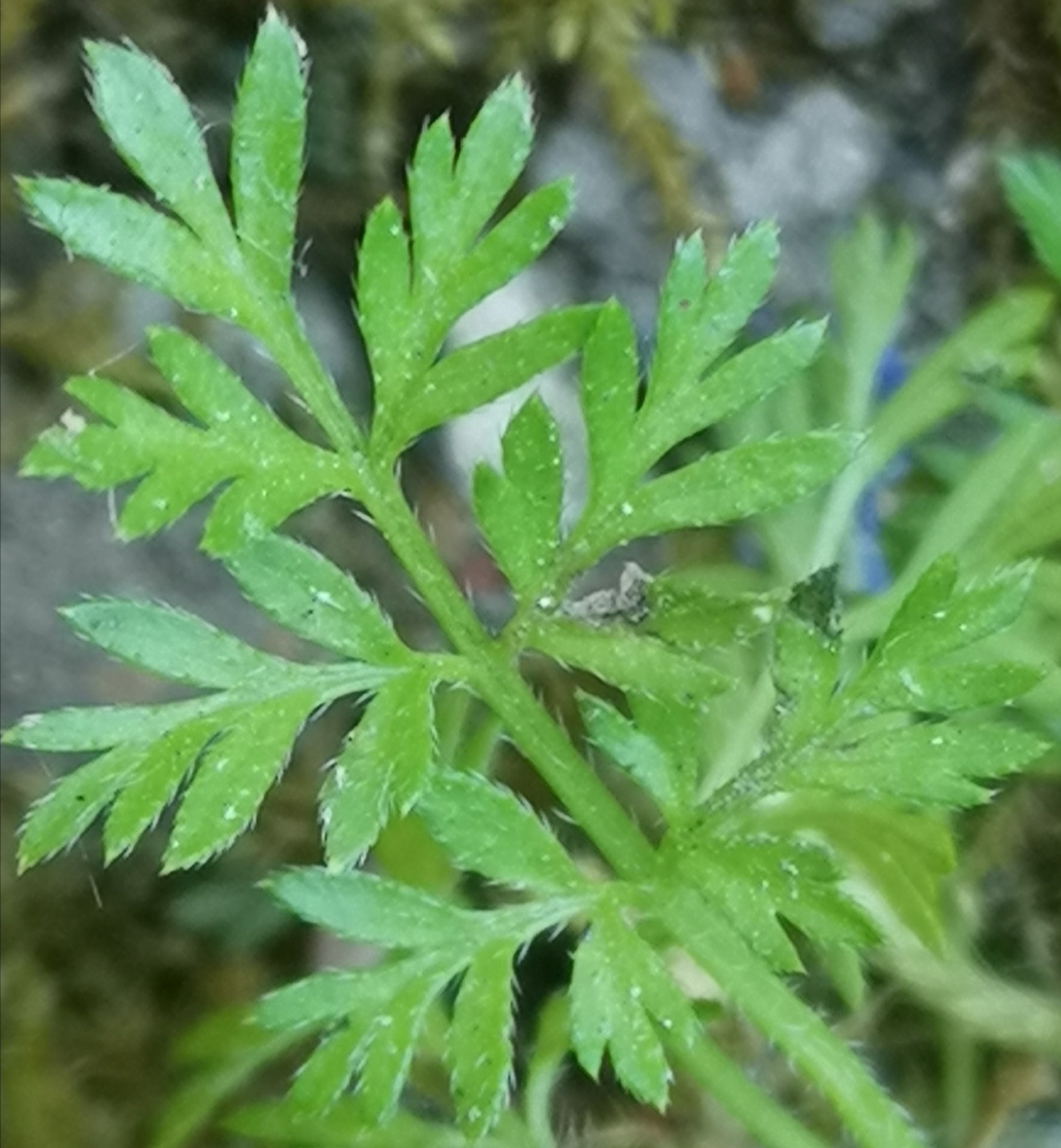 Annexe feuille géranium.jpg