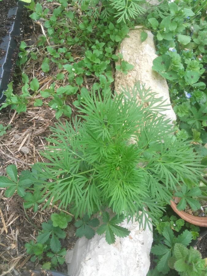 Annexe 1585670535905[1].JPEG