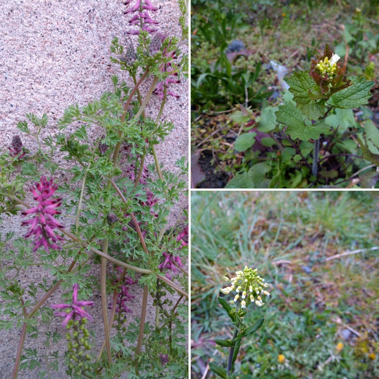 Annexe 3-Biodiversité végétale.jpg