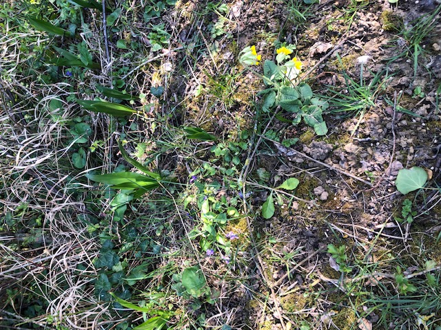 Annexe 5 especes.jpg