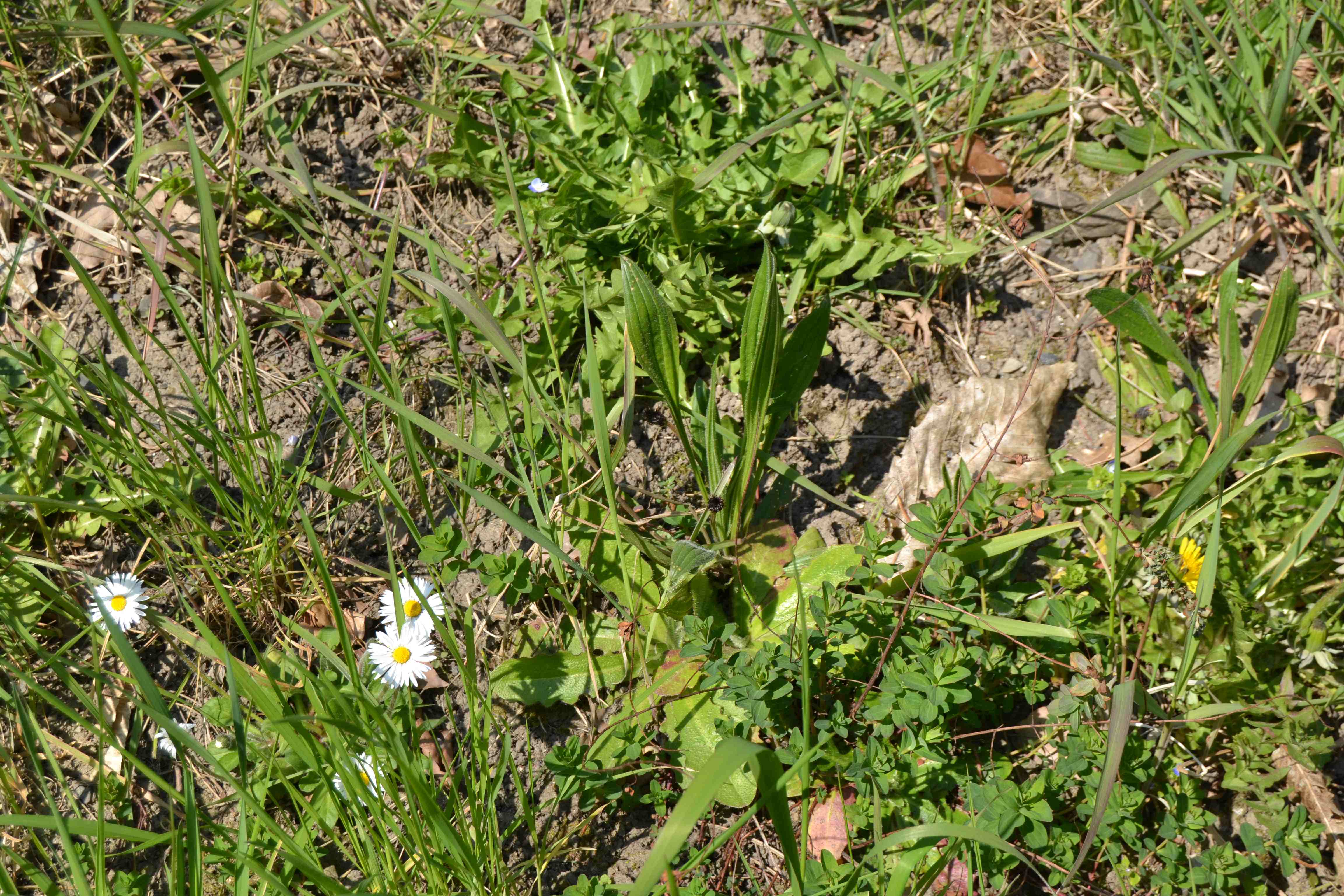 Annexe DSC_0404-compressed.jpg