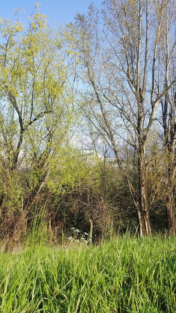 Annexe IMG_20200331_171606.jpg