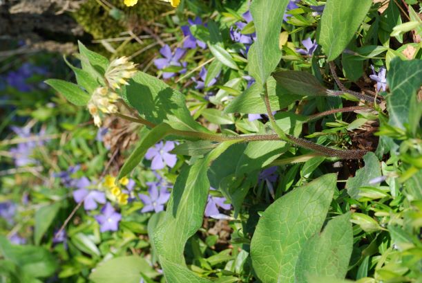 Annexe Symph bulb.JPG