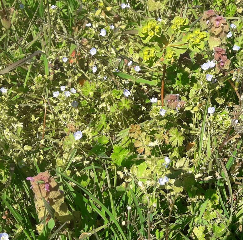 Annexe diversité du jardin.jpg