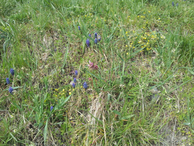 Annexe Talus Biodiversité .jpg