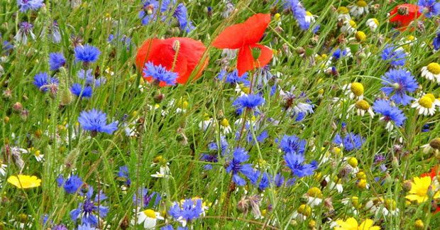 Annexe plantes-melliferes-620x324.jpg