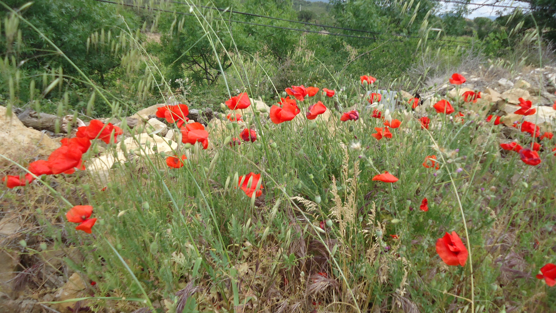 Annexe COQUELICOTS.JPG