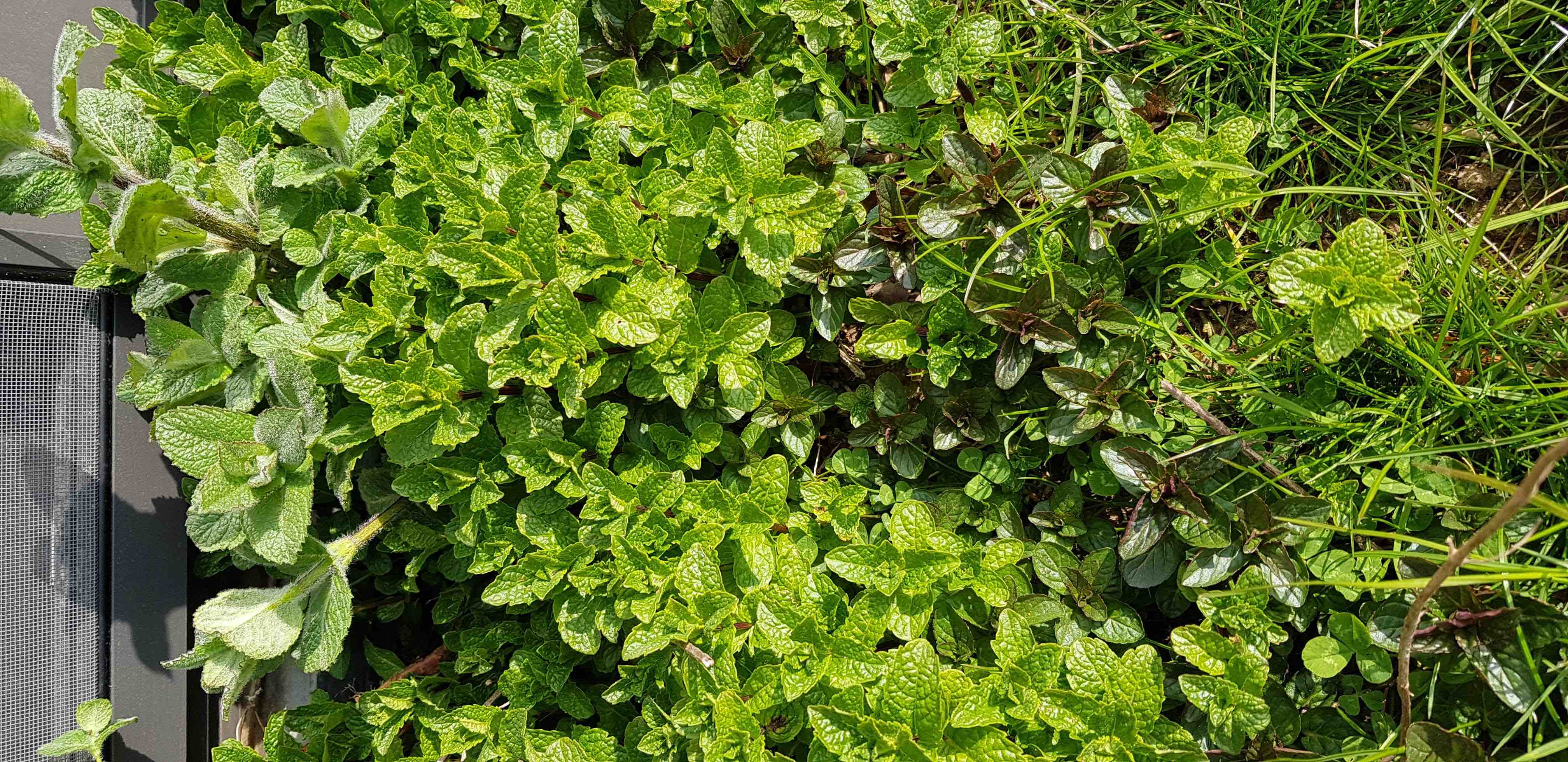 Annexe varietes menthe.jpg