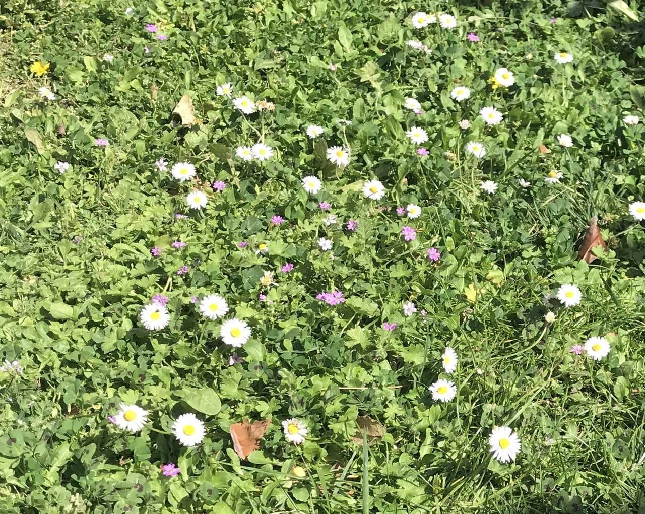 Annexe CDF394C7-3BAF-4224-A822-F66435447EF8.jpeg