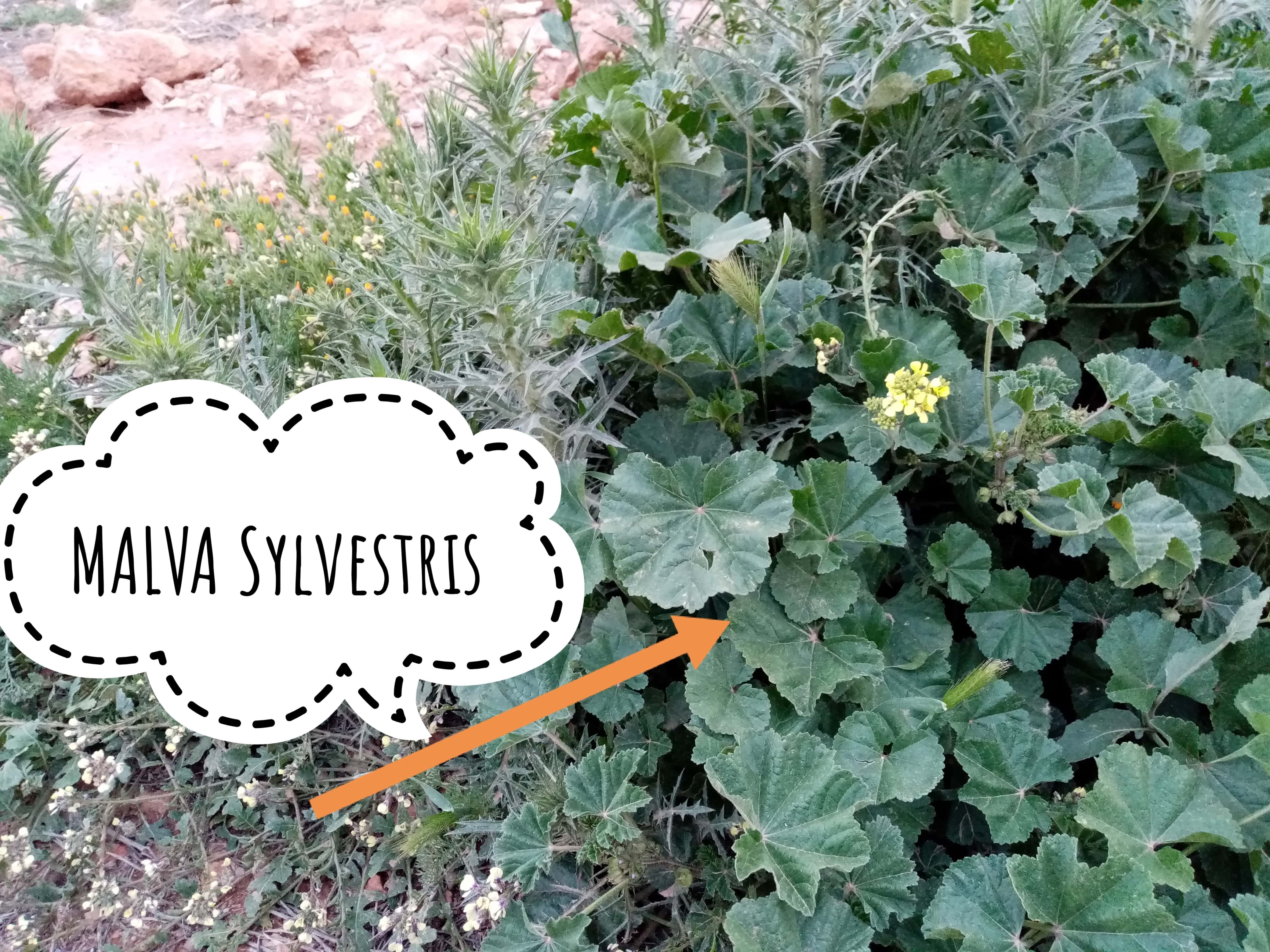 Annexe IMG_20200331_223551-01-min.jpeg