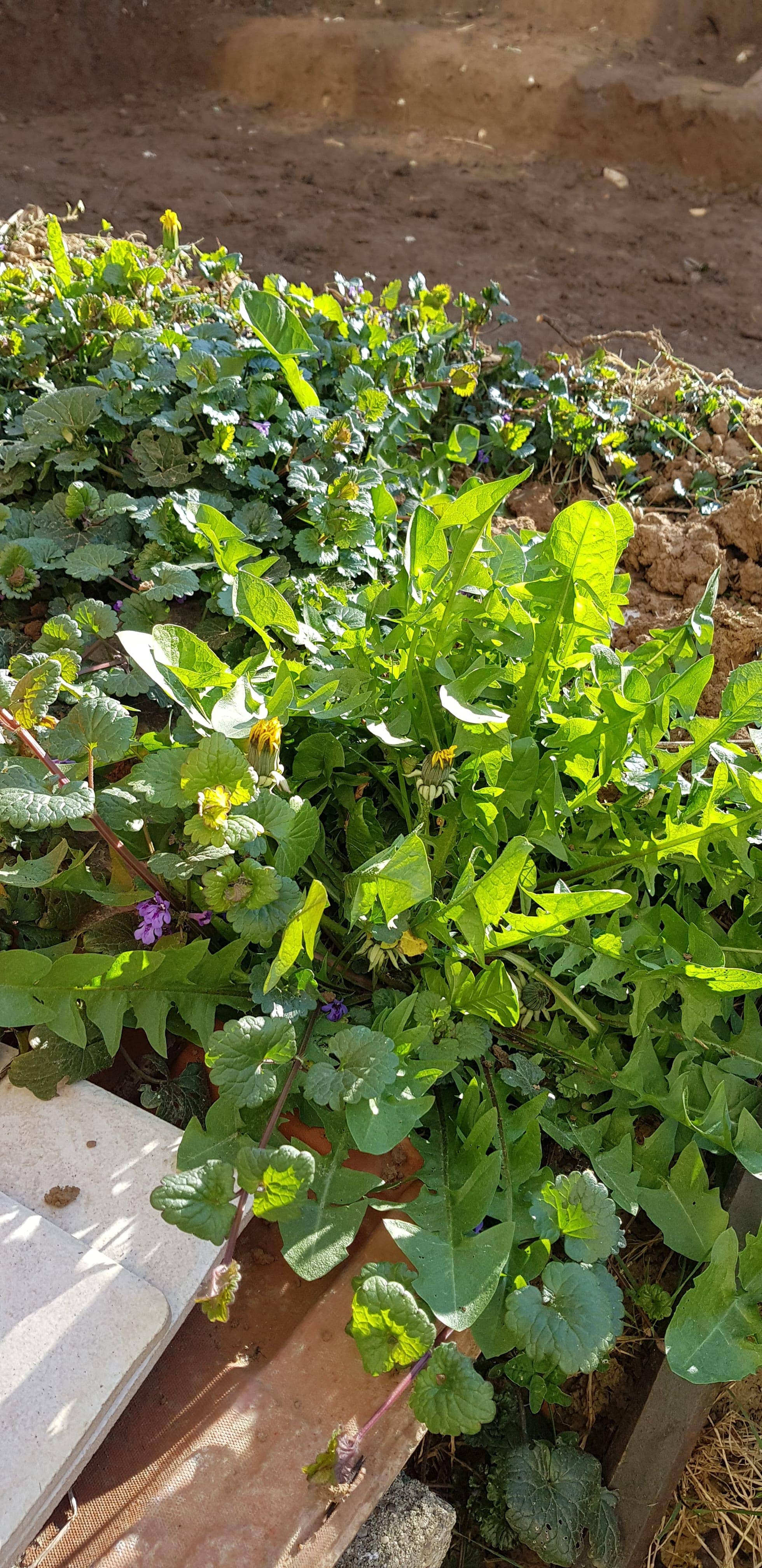 Annexe 20200401_101902-min-min-min (1).jpg