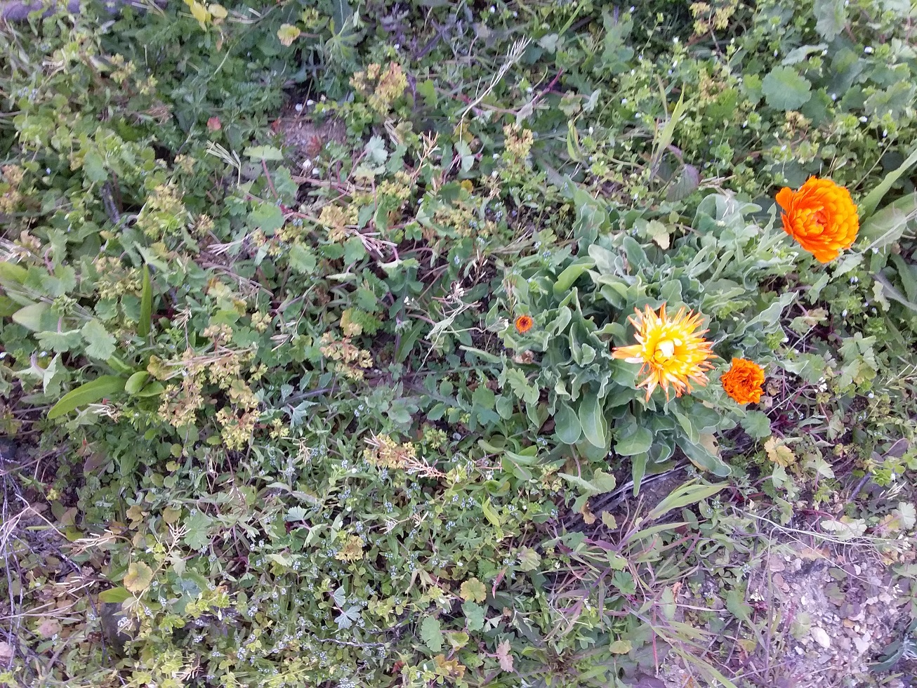 Annexe 20200401_092754.jpg