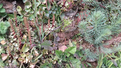 Annexe biodiversité.jpg