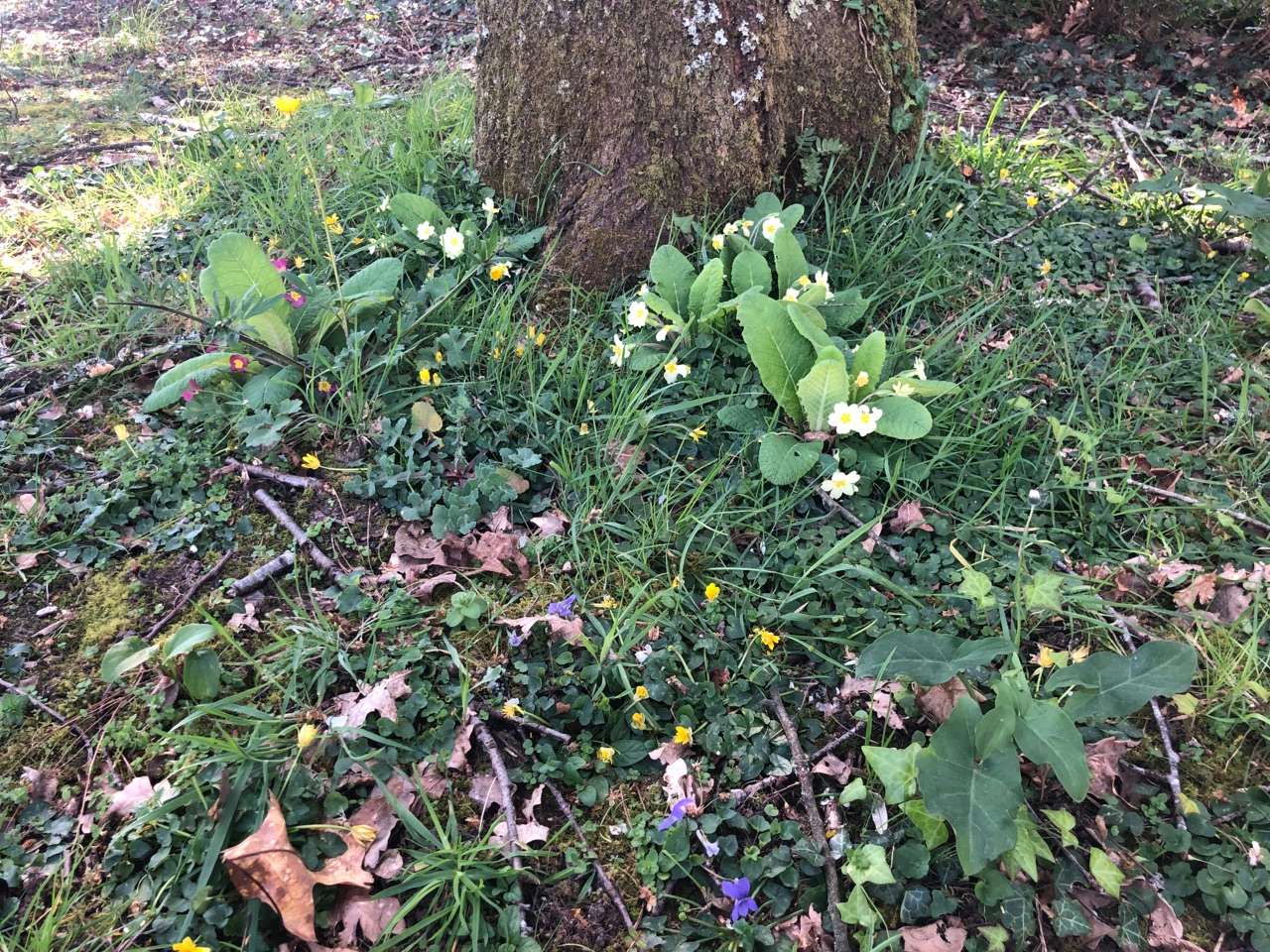 Annexe biodiversite.jpg