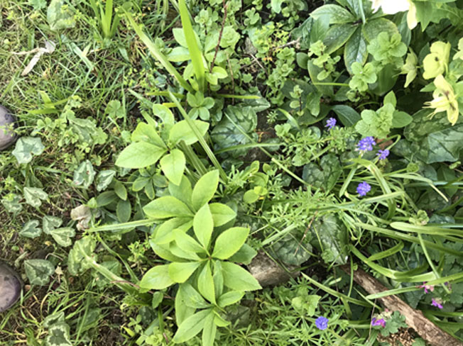 Annexe biodiversité.jpg