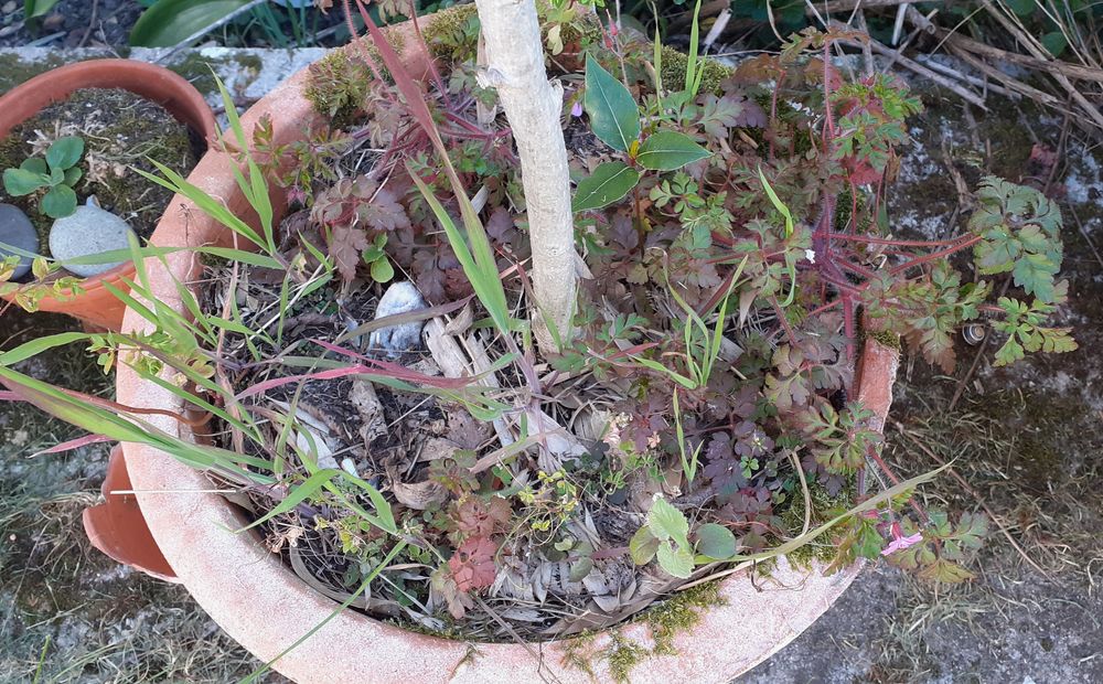 Annexe diversite_pot_hibiscus-syriacus.jpg