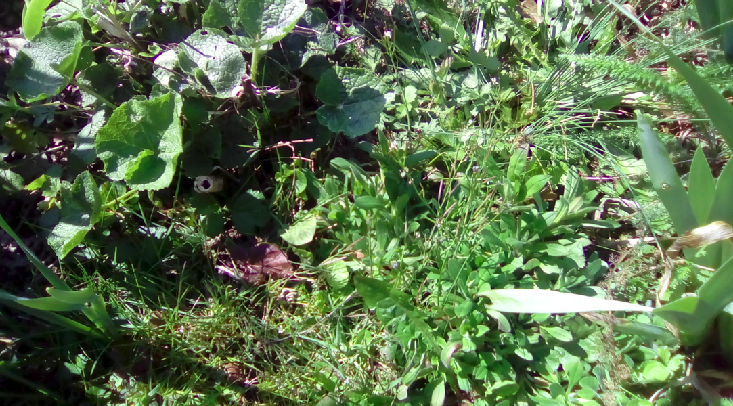 Annexe Capture du 2020-04-01 13-25-36.png