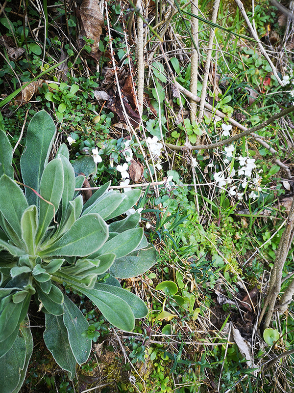 Annexe IMG_20200317_155112.jpg