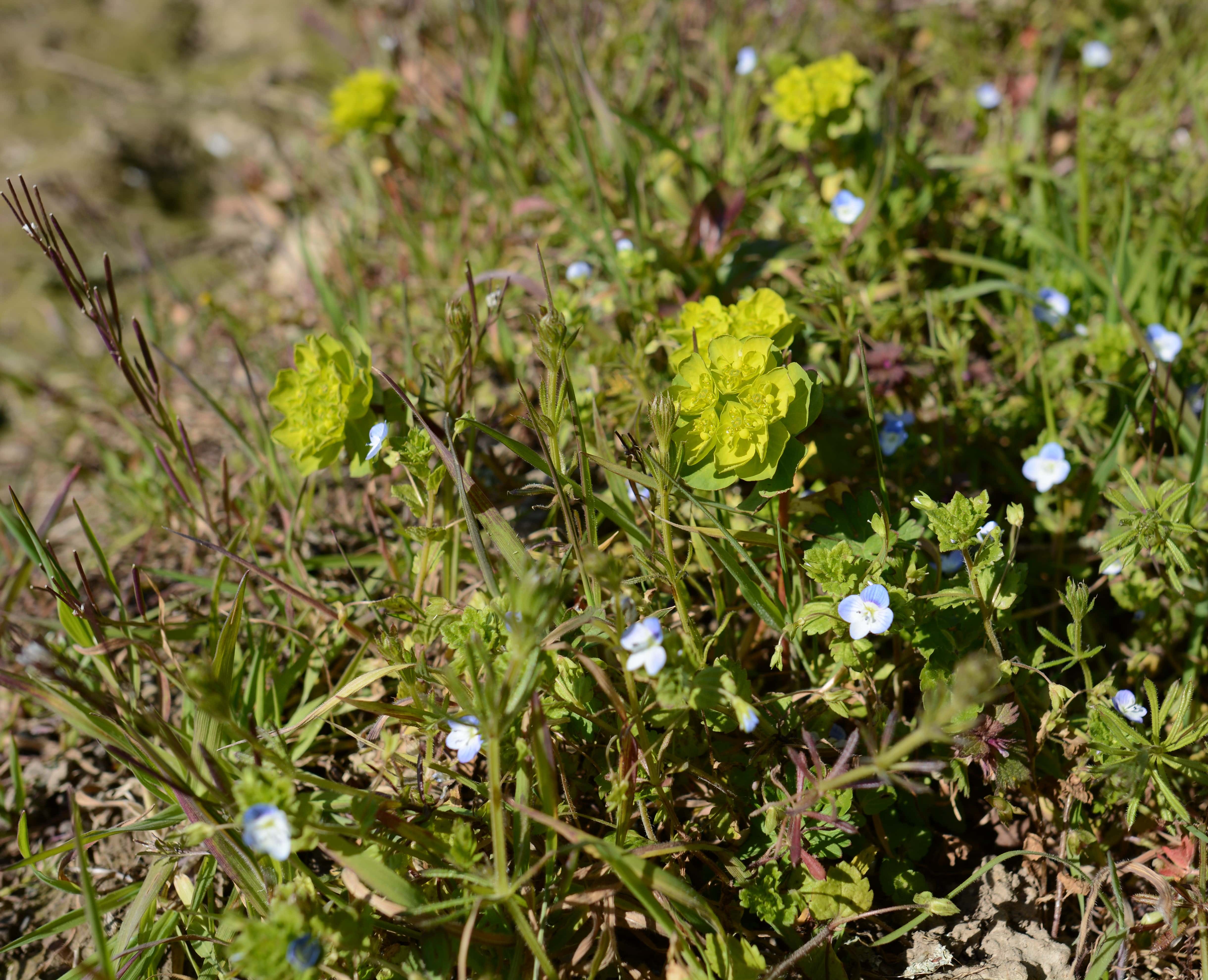 Annexe 710_9602-min.JPG