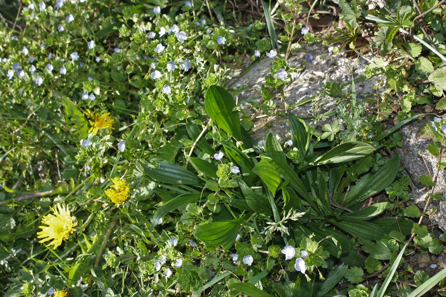 Annexe IMG_5504 (2).JPG