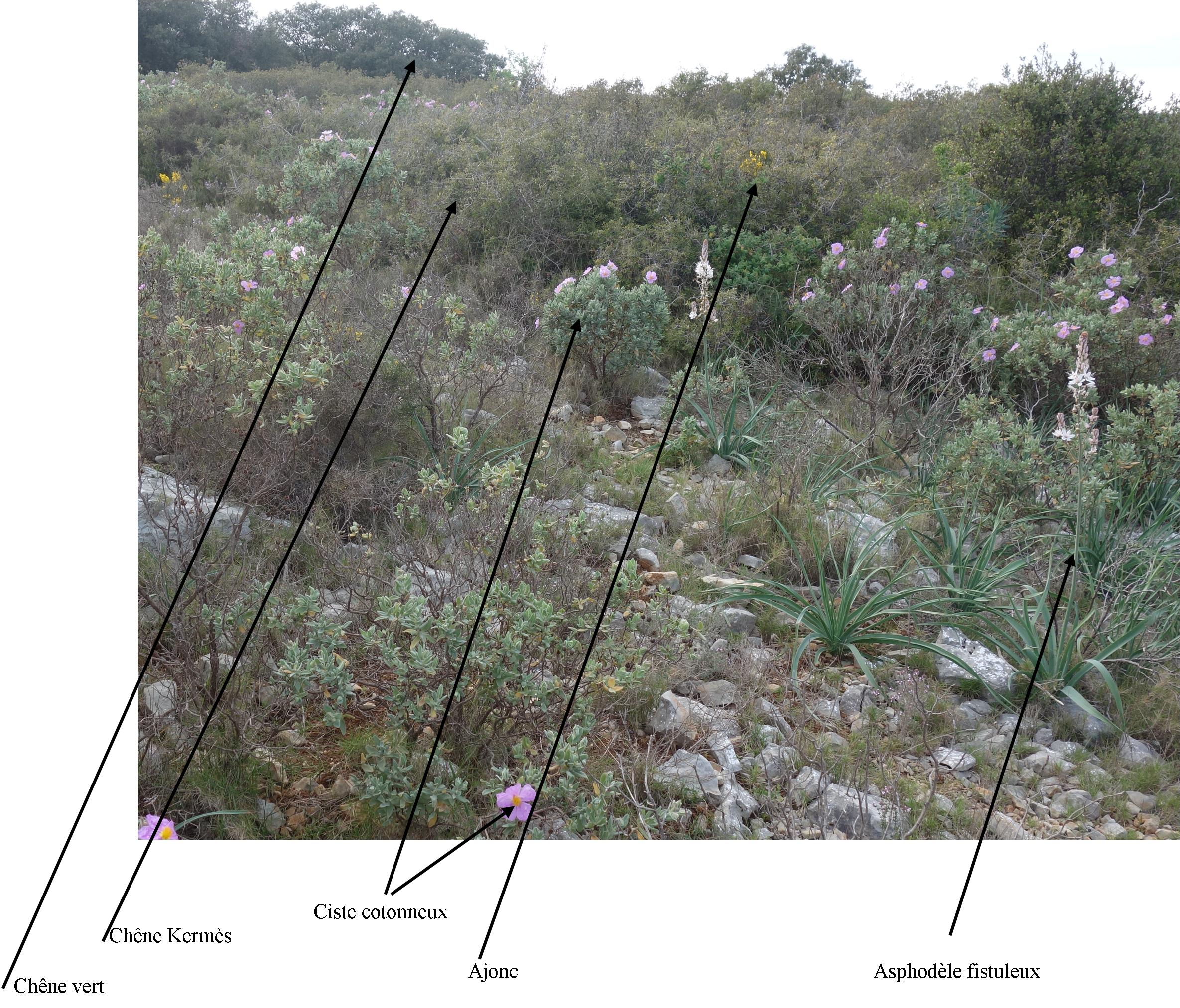 Annexe Garrigue-Cournonterral.jpg