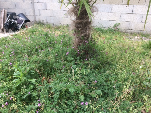 Annexe IMG_7851-S.JPG