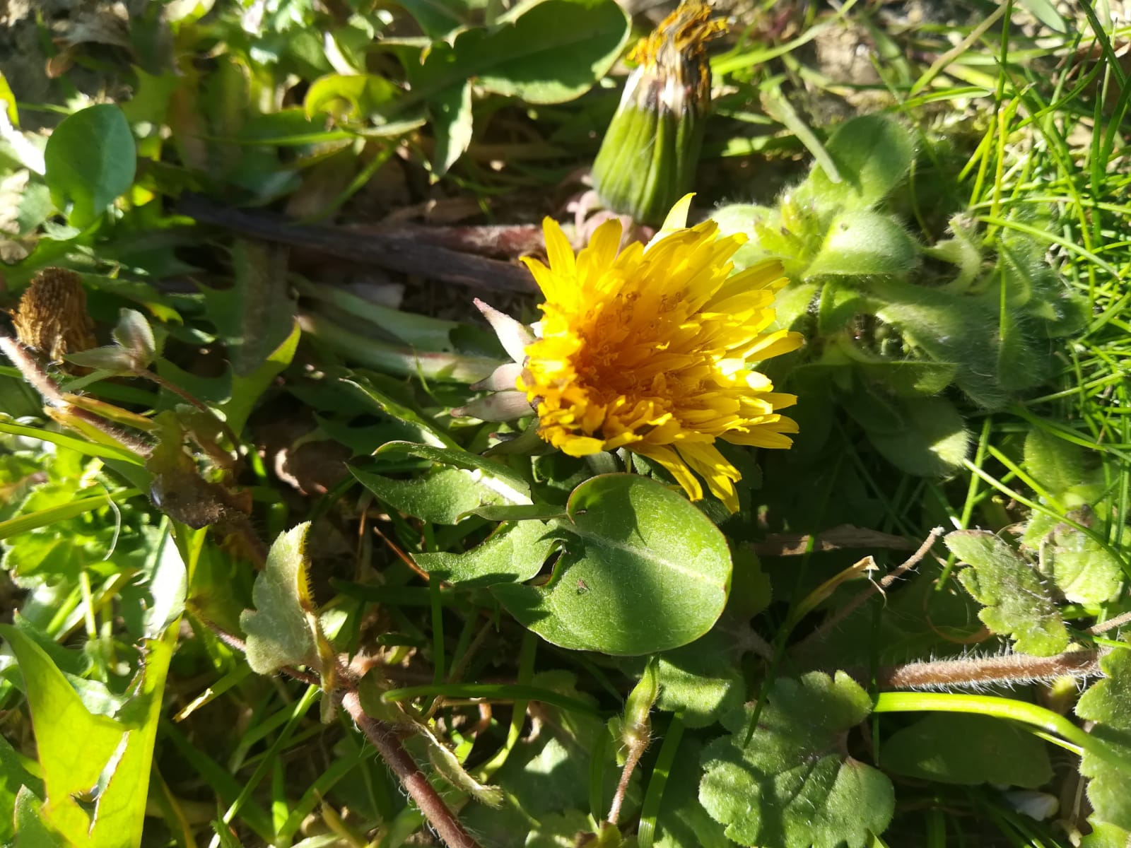 Annexe WhatsApp Image 2020-04-01 at 16.28.36.jpeg