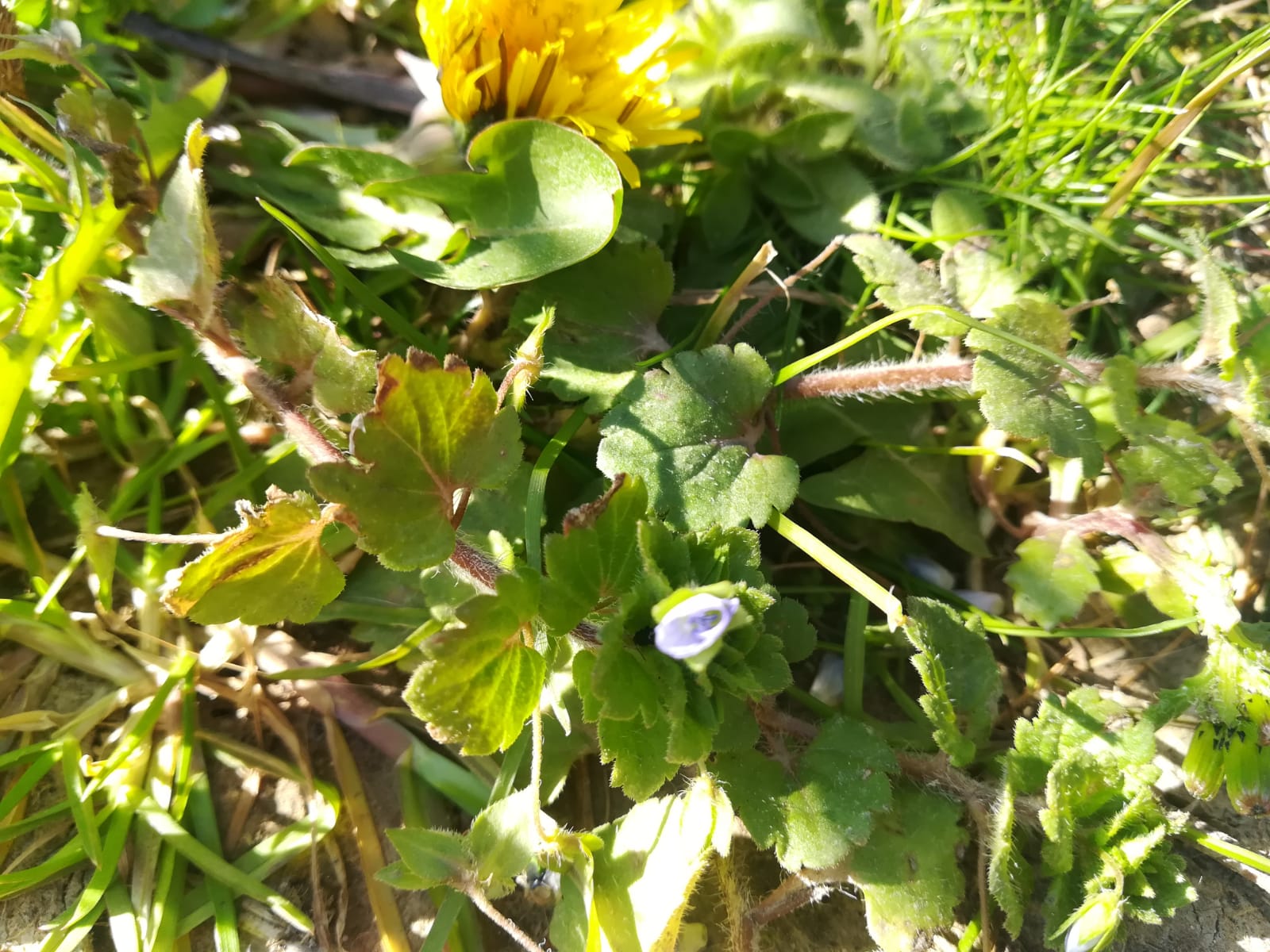 Annexe WhatsApp Image 2020-04-01 at 16.28.37.jpeg