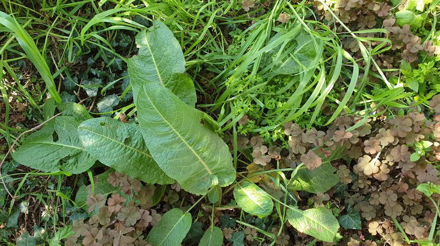 Annexe Biodiversité.JPG