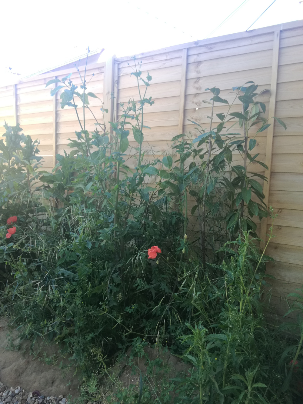 Annexe IMG_20190601_185850_tela.jpg