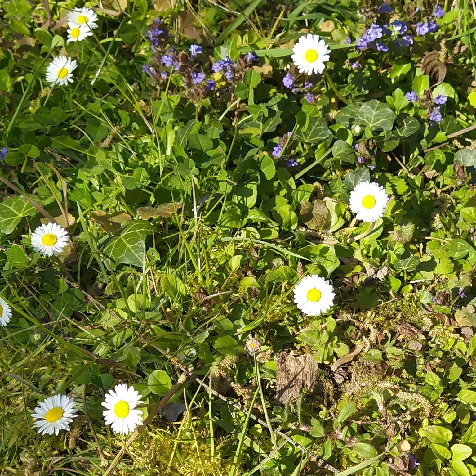 Annexe DiversiteJardin.jpg