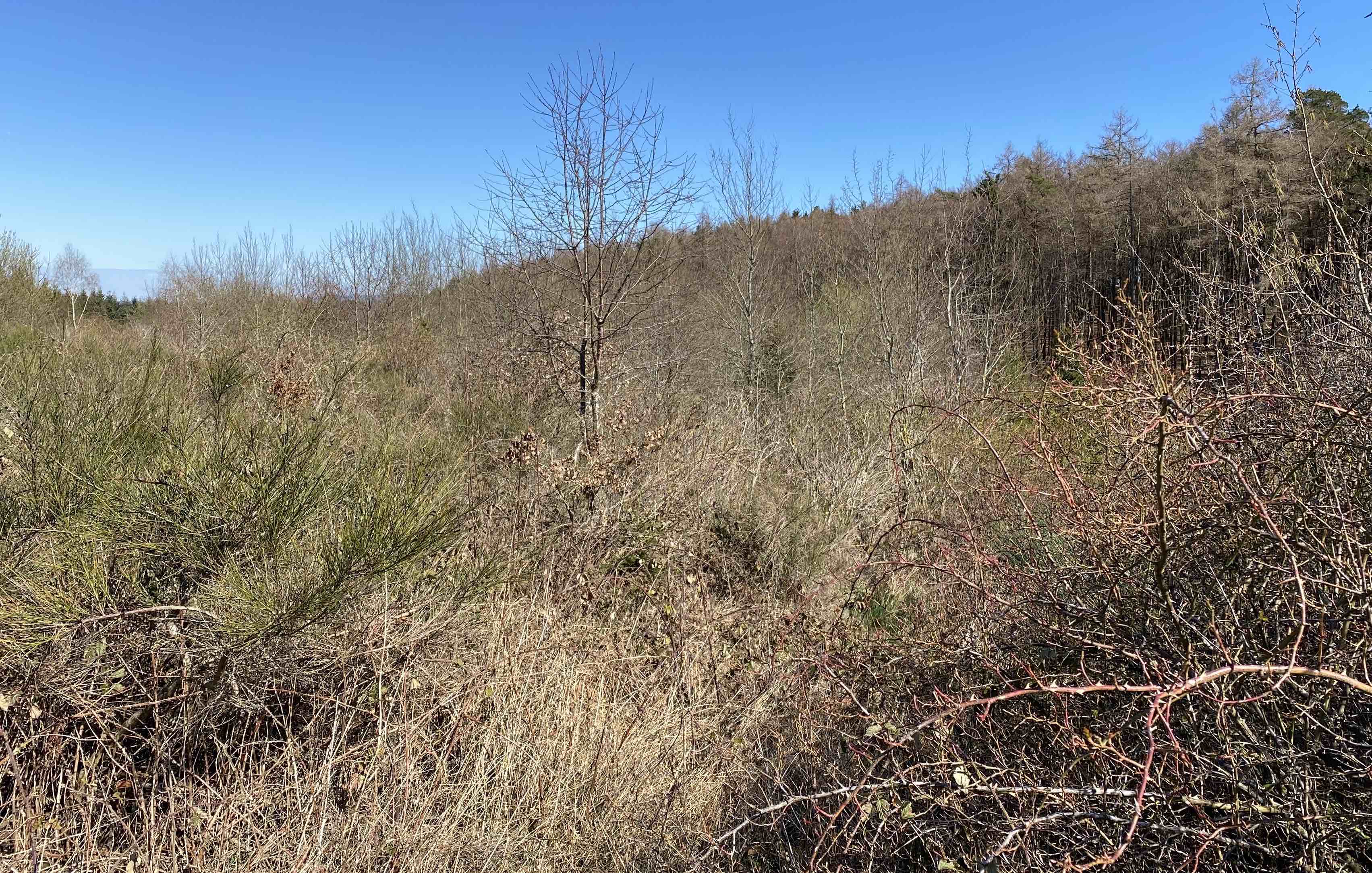 Annexe Biodiversité.jpg