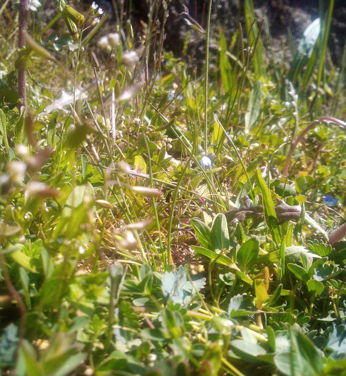 Annexe biodiversitéB.jpg