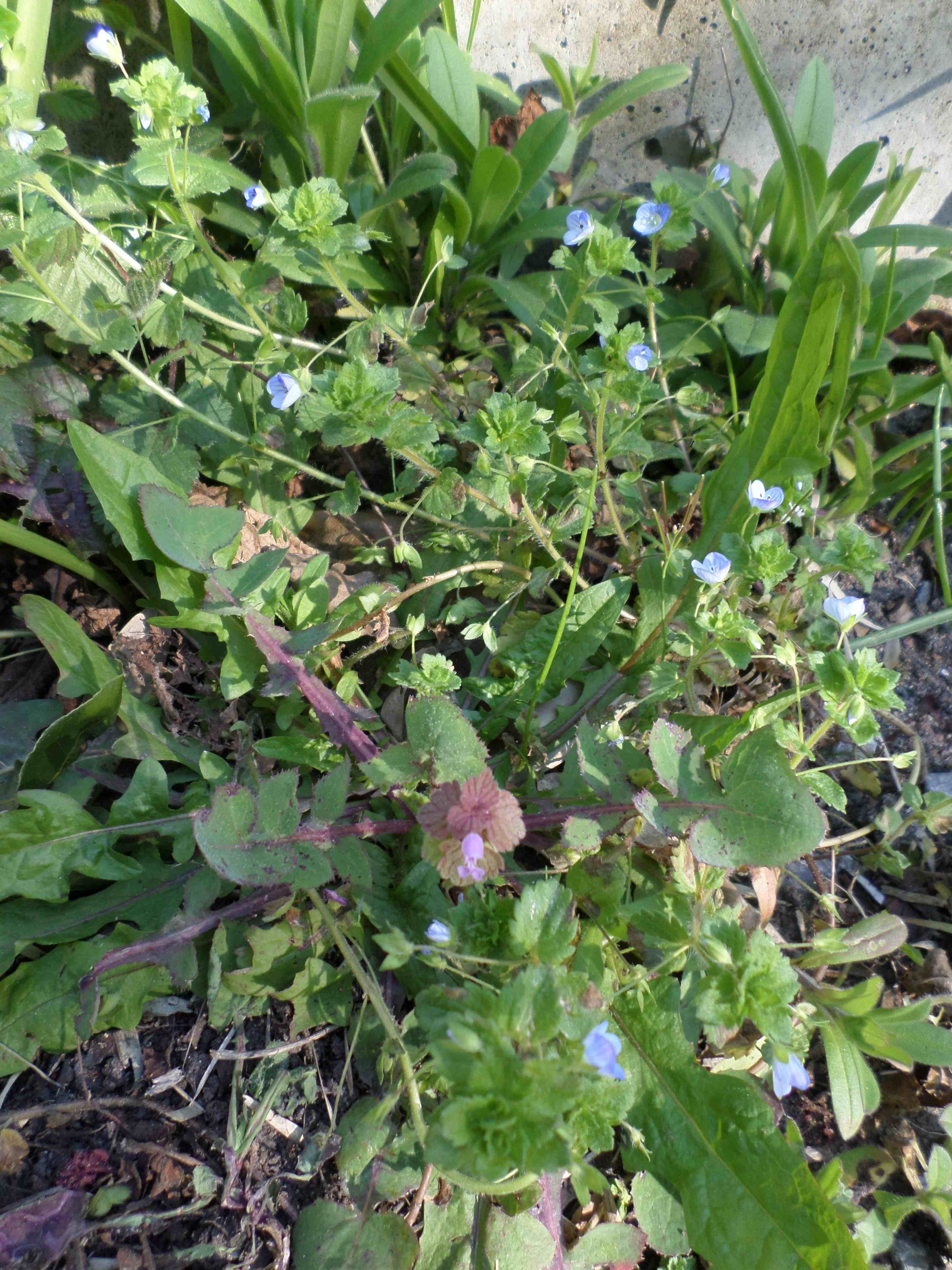 Annexe SAM_6174.jpeg