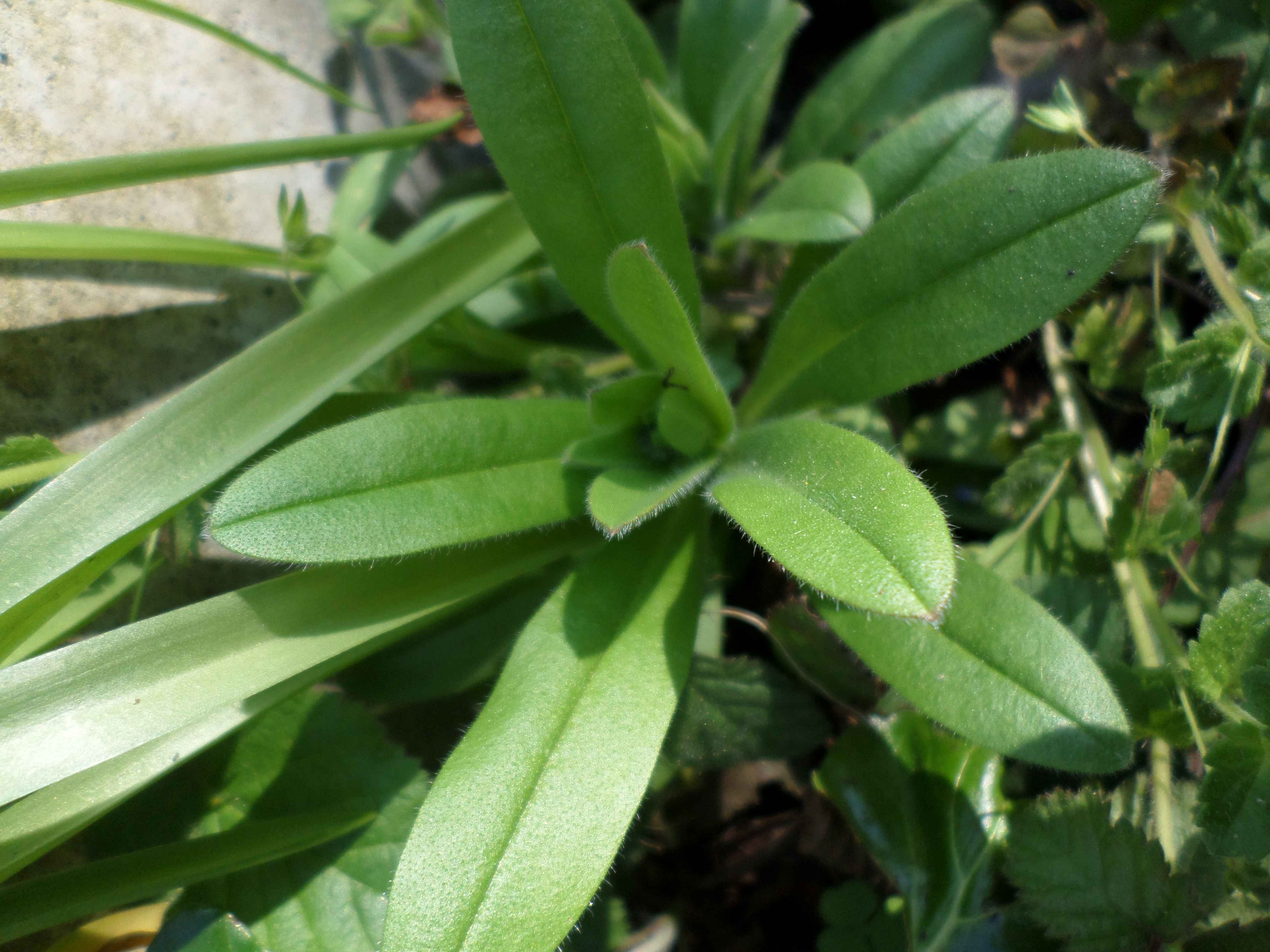 Annexe SAM_6176.jpeg