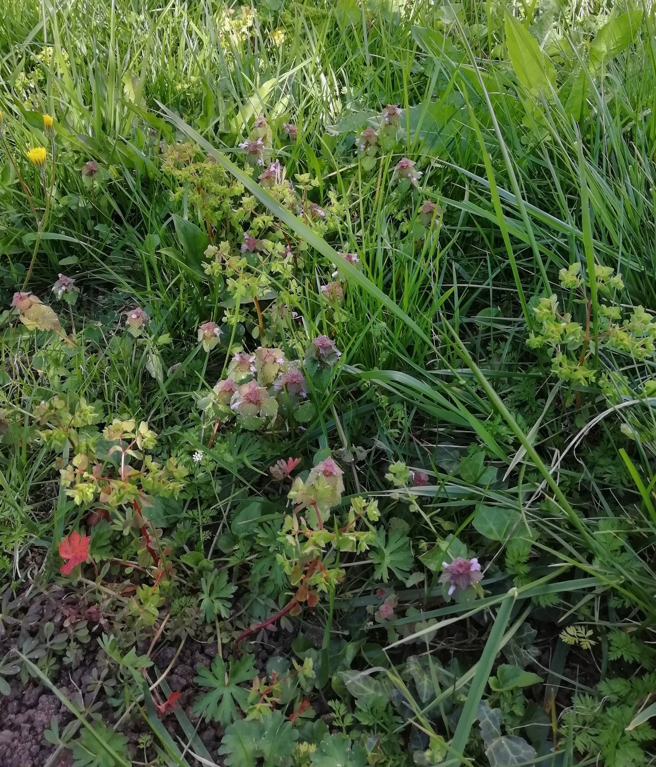 Annexe biodiversite cachee.jpg