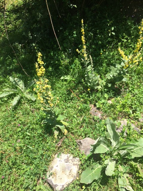 Annexe Bouillon blanc Vers allegee.jpg