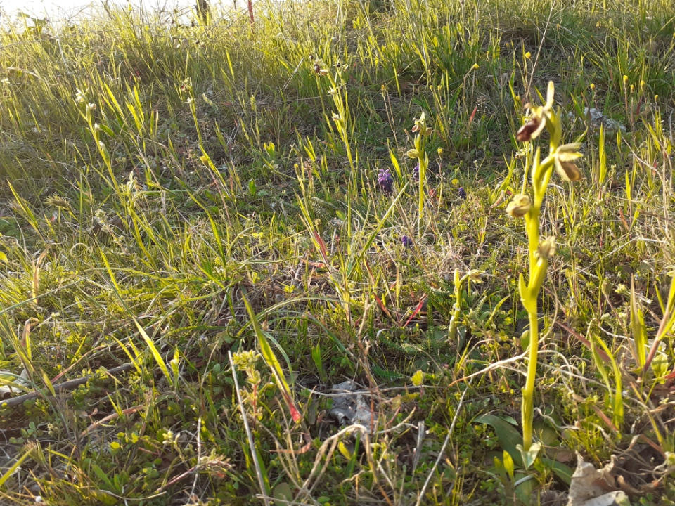 Annexe Resized_20200331_191418.jpg