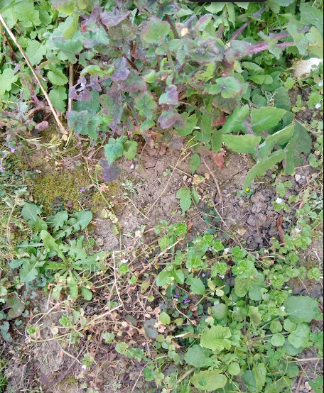 Annexe diverses plantes 2.PNG