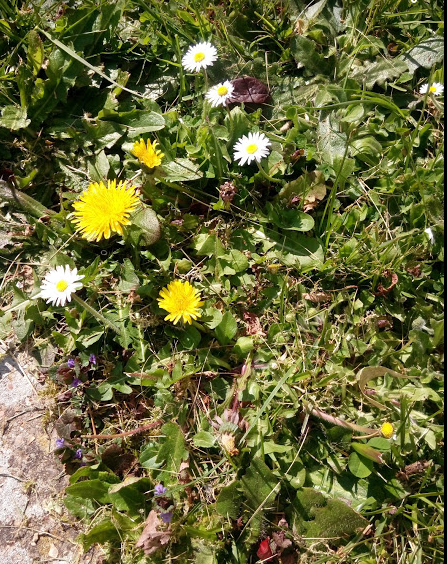 Annexe diverses plantes.PNG