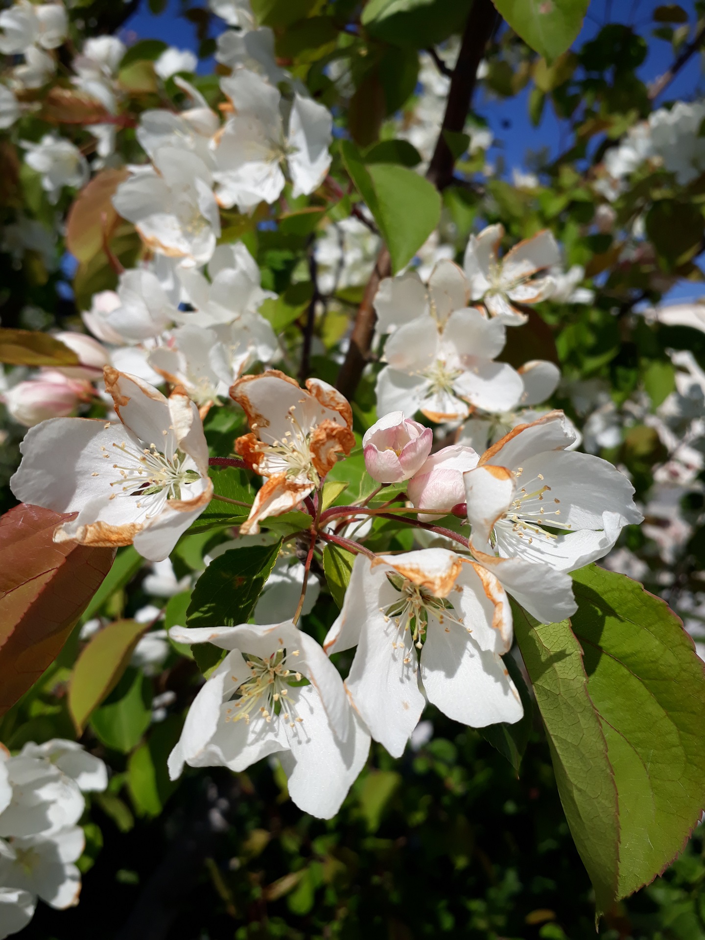 Annexe 20200401_121258.jpg