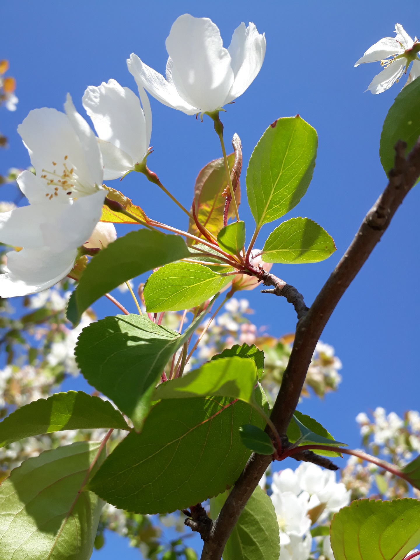 Annexe 20200401_121326.jpg