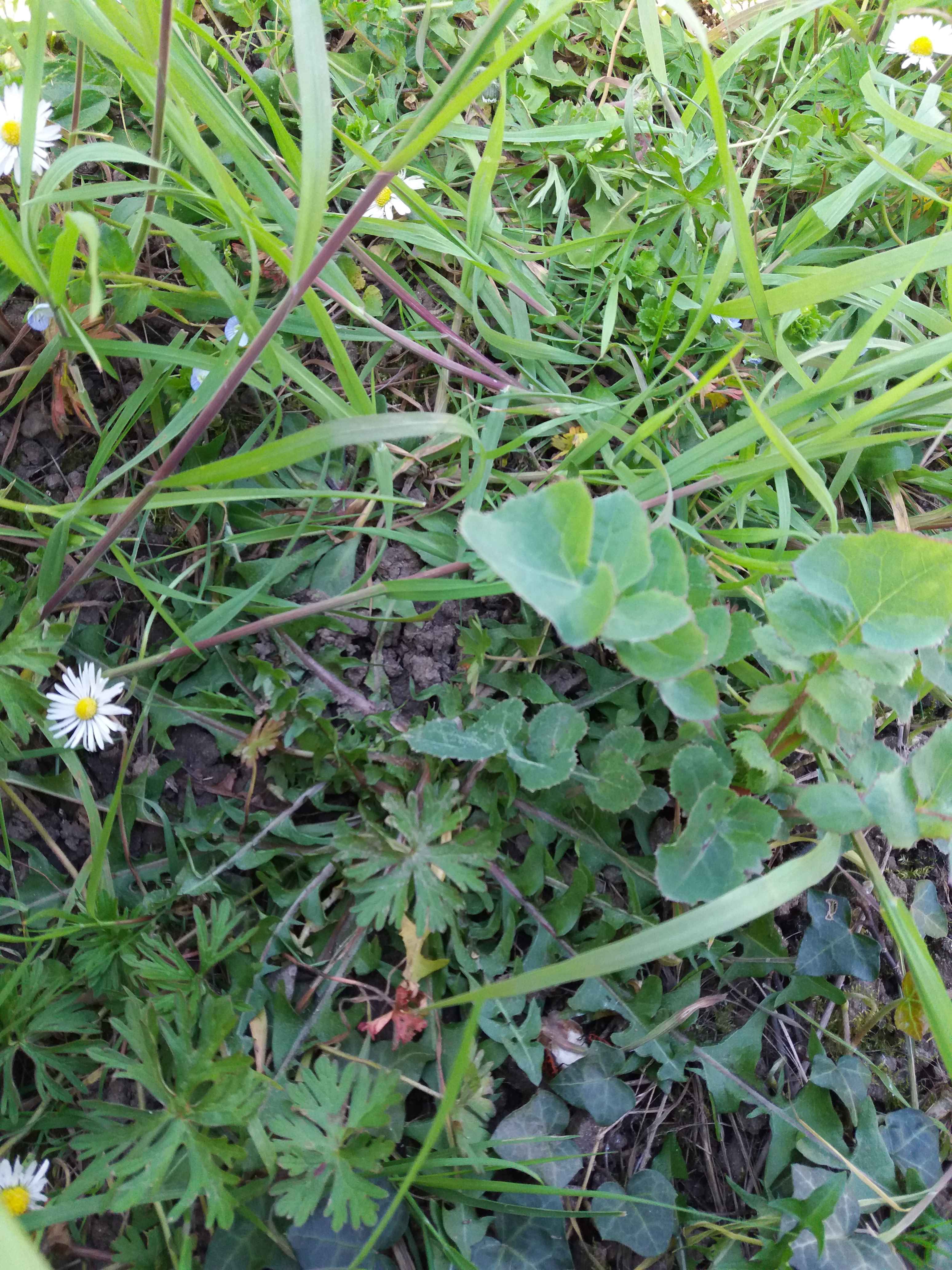 Annexe 20200401_163809.jpg